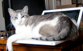 Cat on computer