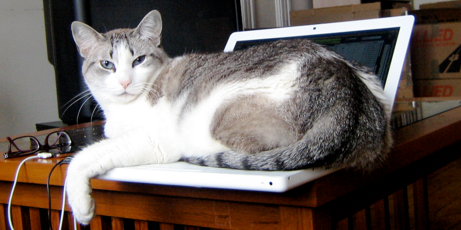 Cat on computer